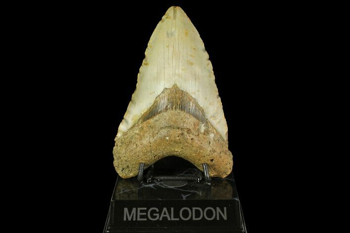 Fossil Megalodon Tooth - North Carolina #158202